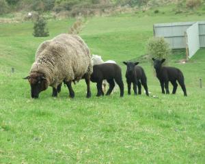 Beef and Lamb New Zealand statistics paint a rosy picture of lamb and mutton exports. Photo from...