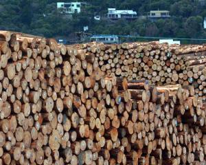 Belt tightening is ahead for the forestry sector after prices fell 25% in recent months. Photo by...