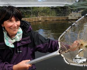 Betty Mason-Palmer nets a handful of some of the 80,000 smolt that are destined for release in...