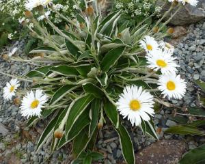 Celmisia hookeri  in flower in the Rare Plants garden at Orokonui. Photo by Neville Peat.