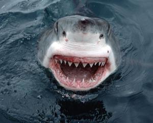 Critics of the cage-diving industry say it lures sharks to attack humans. Marine biologists say...