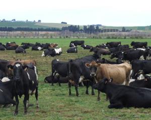 Dairy exports lifted in November. Photo by Sally Rae.