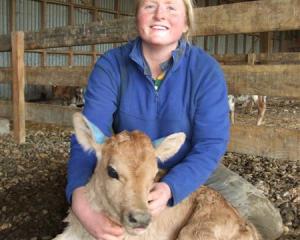 Dairy farm worker Philippa Henderson with a 2-day-old  calf at her Clydevale workplace. Photo by...