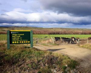 Dairy stock increasingly border the Otago Central Rail Trail.  Photo by Gerald Cunningham.