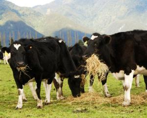 Dairying is set to rival construction in boosting New Zealand's economy. Photo by ODT.