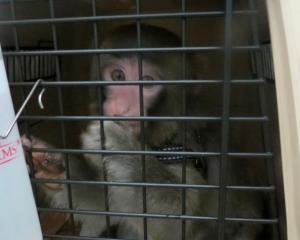 Darwin, the monkey that caused a frenzy as it wandered around the parking lot of a Toronto-area...