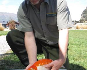 Doc ranger Daniel Jack with one of the bigger goldfish. Photos by Mark Price.