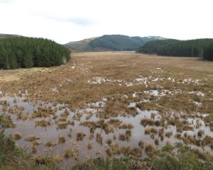 Fish and Game's plans for restoring the Takitakitoa Wetland might be able to proceed now...
