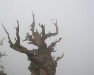 Fog swirls around a bristlecone pine in the Ancient Bristlecone Pine Forest in California's Inyo...