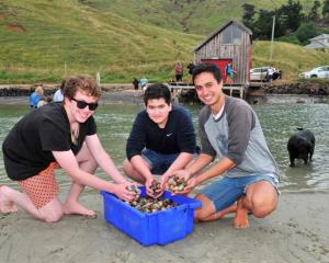Gathering cockles from Papanui Inlet on Otago Peninsula yesterday are participants in the Ngai...