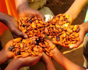 Growers in Ghana show mature cocoa beans. Photo supplied.