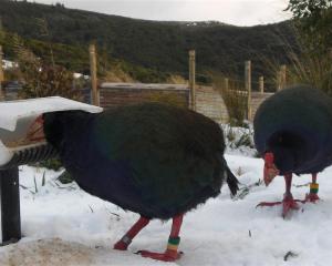 Hungry livestock: The two takahe reluctantly adapting to their new reduced rations during the May...