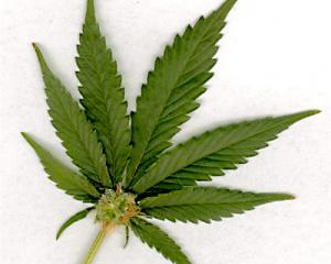 marijuana_leaf_jpg_4c61deb53f.jpg