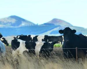Milk production is expected to rebound after last season's drought, compounding gains for farmers...