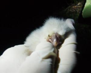 One of the newest members of the kakapo population. Photo from DOC.
