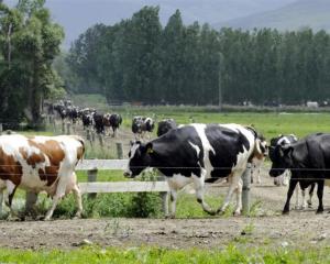Otago now has 5% of the national dairy cow herd. Photo from ODT files.