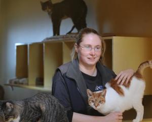 Otago SPCA animal attendant Donna Hurring with three of the nearly 350 cats which have...