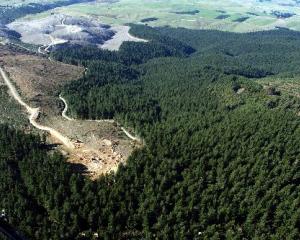 Owners of small and large forestry blocks, such as this one being felled for processing in...