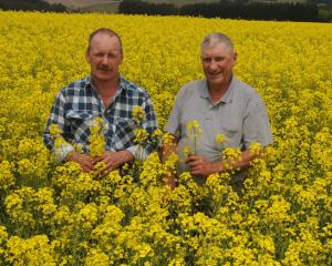 Palmerston farmers Ron (left) and Noel Sheat inspect their crop of oil-seed rape which will...