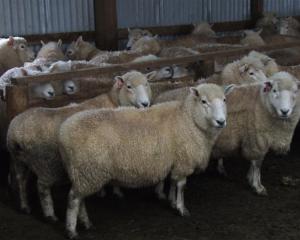 Perendale ewes. Photo by ODT.