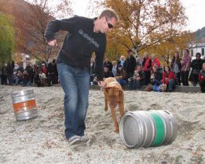 Pete Dodds, of Queenstown, and Marley, a 1-year-old, 40kg Dogue de Bordeaux, delight the  crowd...