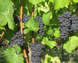 Pinot noir grapes midway through veraison, the colouring and ripening process. Photo from <i>ODT<...