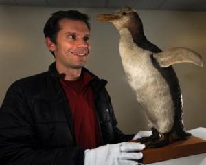 Prof Jon Waters takes a close look at a stuffed yellow-eyed penguin at the Otago Museum. Photo:...