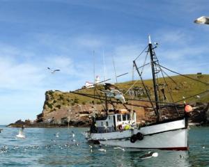 Seagulls flock to the Careys Bay-based fishing boat Vanguard as the fishermen clean the last of...