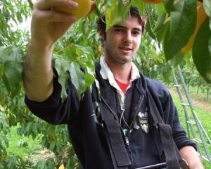 Seasonal work often affects Otago's unadjusted unemployment rate. Photo by Lynda van Kempen.