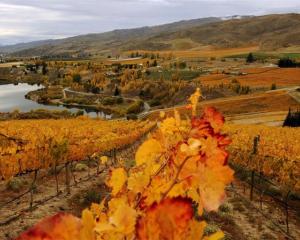Seen from the Black Rabbit vineyard, where the pinot noir harvest is in full swing, Bannockburn...