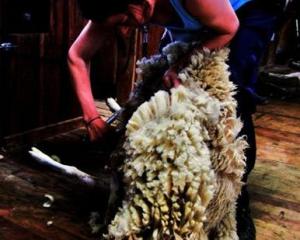 Skyla Taylor has completed a certificate in shearing and wool handling at Telford. Photo supplied.