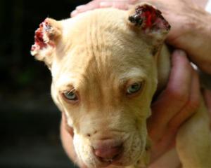 SPCA workers are investigating after the ears of this eight week old puppy were cut off.  Credit:...