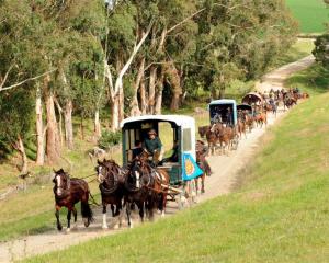 The Alan Nichol Memorial heavy wagon trail heads through Rosedale farm at Weston yesterday, on...