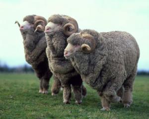 The merino industry is looking to a bright future. Photo by The New Zealand Merino Company.