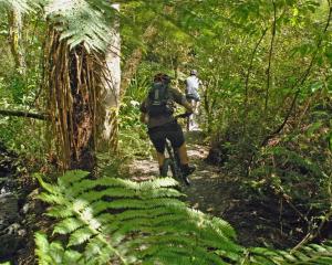 The native bush section of  the Redwood loop in the new Wakari bike park.