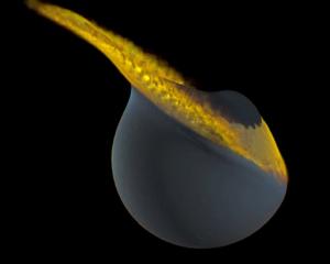 This artist's rendering shows a simulation of a collision between the Moon and a companion moon,...
