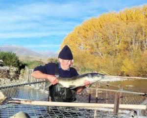 Volunteer Chris Poole holds a female salmon caught recently in the Hakataramea River trap...