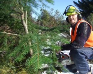 Wakatipu Wilding Confifer Control Group chairman Peter Wilsman, of Queenstown. Photo by Joe...
