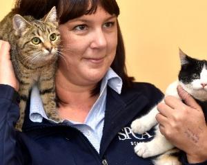SPCA Otago business development manager Kirsty Thomson with two of the scores of kittens...