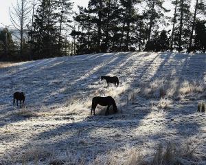 Frost_Dunedin.jpg