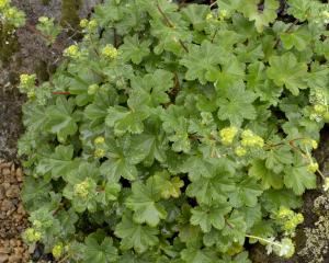 Alchemilla erythropoda. Photo: Gerard O'Brien.