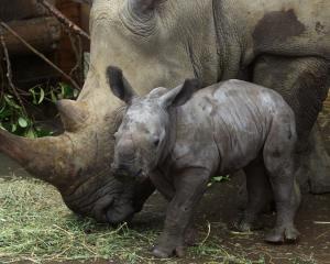 Orana Wildlife Park is among the NZ zoos giving their animals Christmas treats. ``The rhinos love...