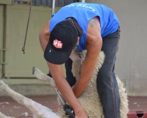 A shearer hard at work at last year's speed shearing event at the Strath Taieri Hotel. Photo...