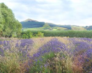 Arbordale lavender farm in Bush Rd has ceased growing lavender after 31 years. Photo by Christine...