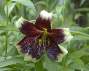 Lilium nepalense.