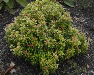 Pieris ‘Bisbee Dwarf’, is a dwarf form of P. japonica. Photo: Gerard O'Brien.