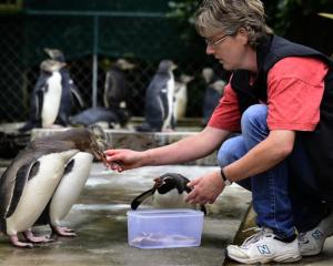 Dr Hiltrun Ratz feeds yellow-eyed penguin chicks as a snares penguin (centre) tries to muscle in...