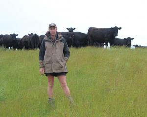 Allen Gregory with some of Mount Linton Station's Angus cows and calves. Photo by Nicole Sharp.