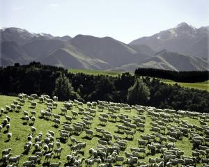 PHOTO: BEEF AND LAMB NEW ZEALAND