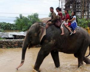 Elephants rescue tourists in flooded Nepal. Photo: Twitter/ taken by Narayan Adhikari